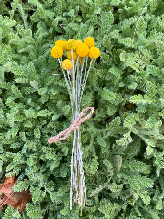 Dried Mini Billy Buttons