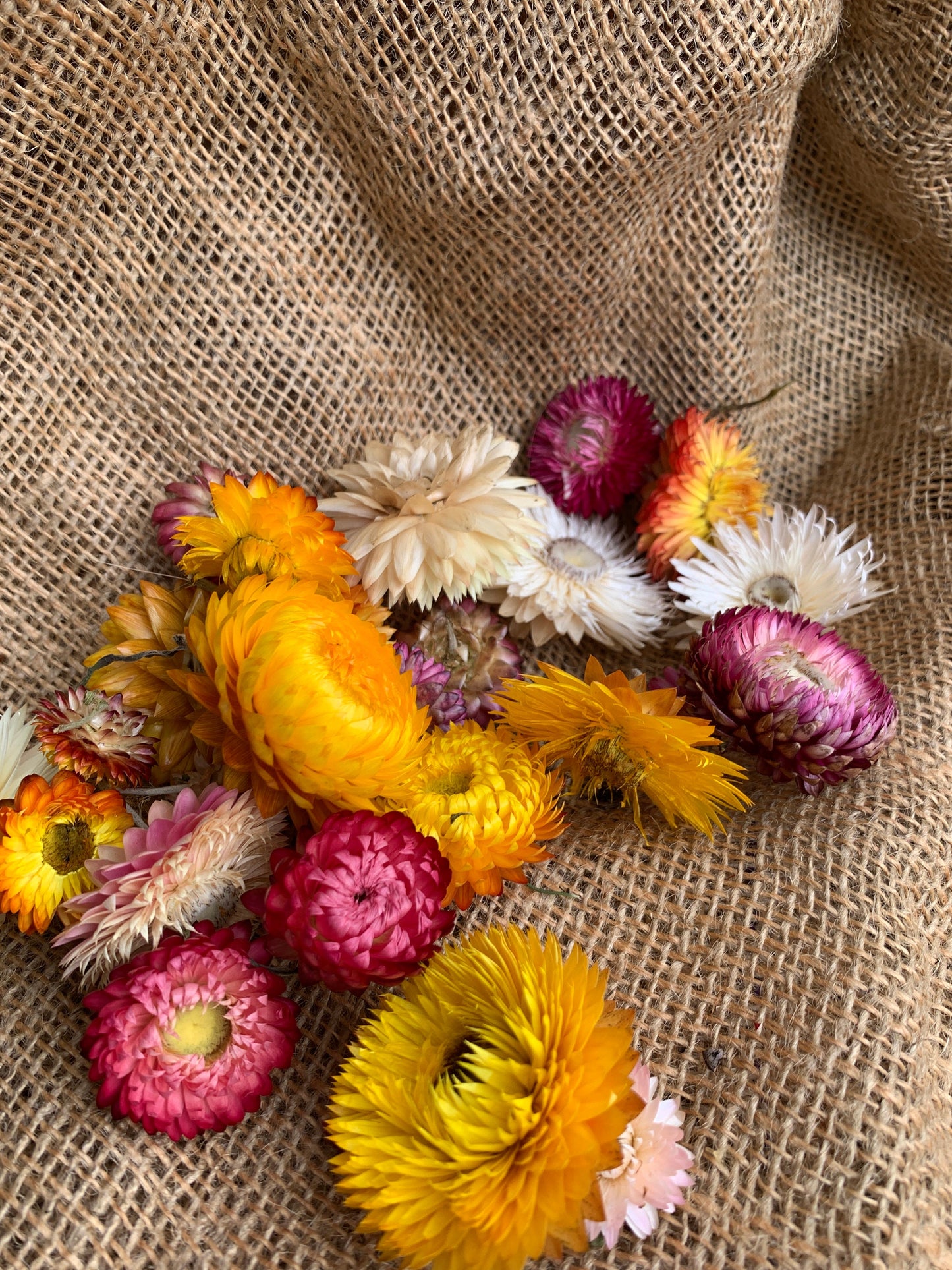 Dried Everlasting Daisy Heads