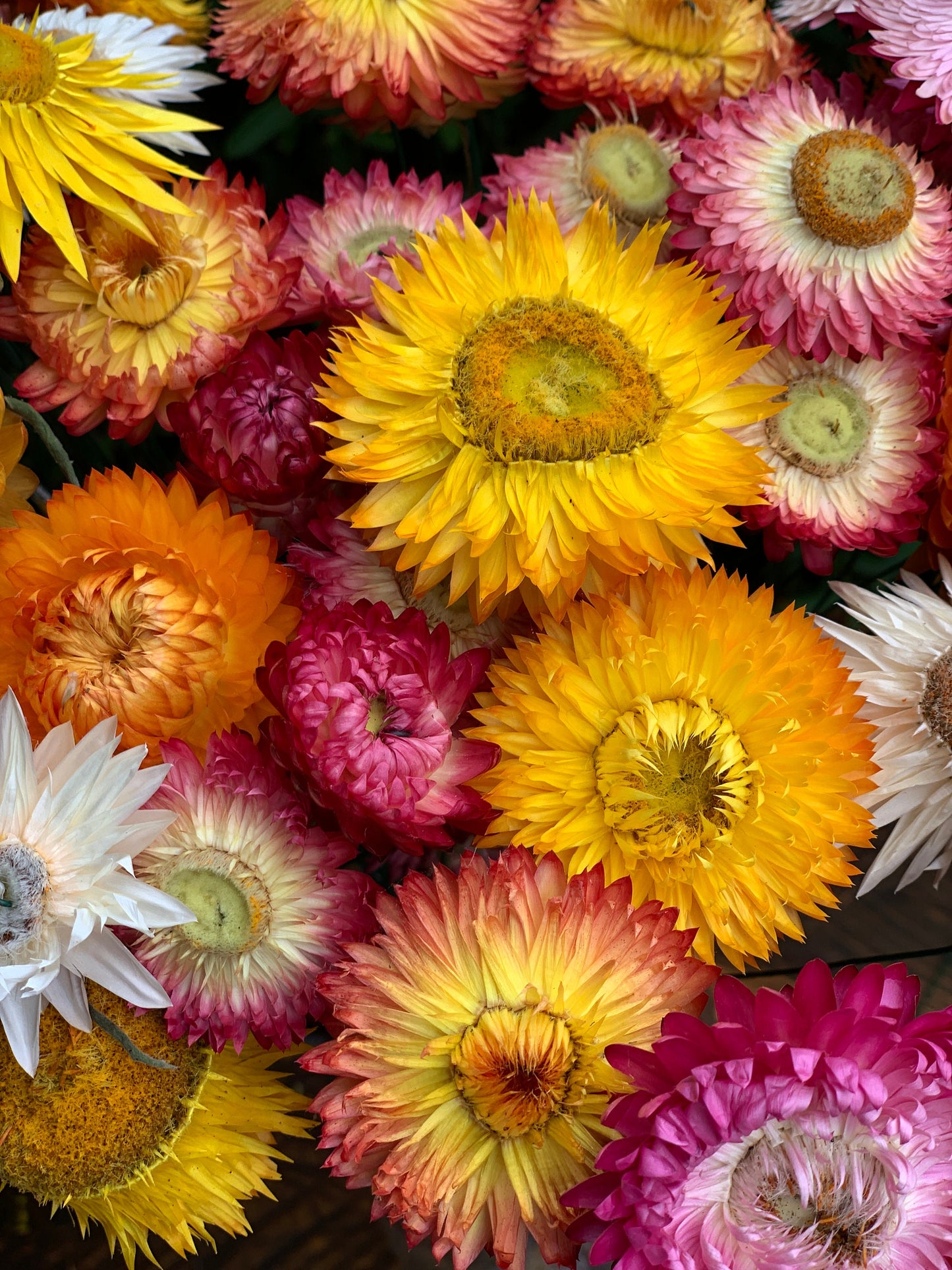 Dried Everlasting Daisy Heads