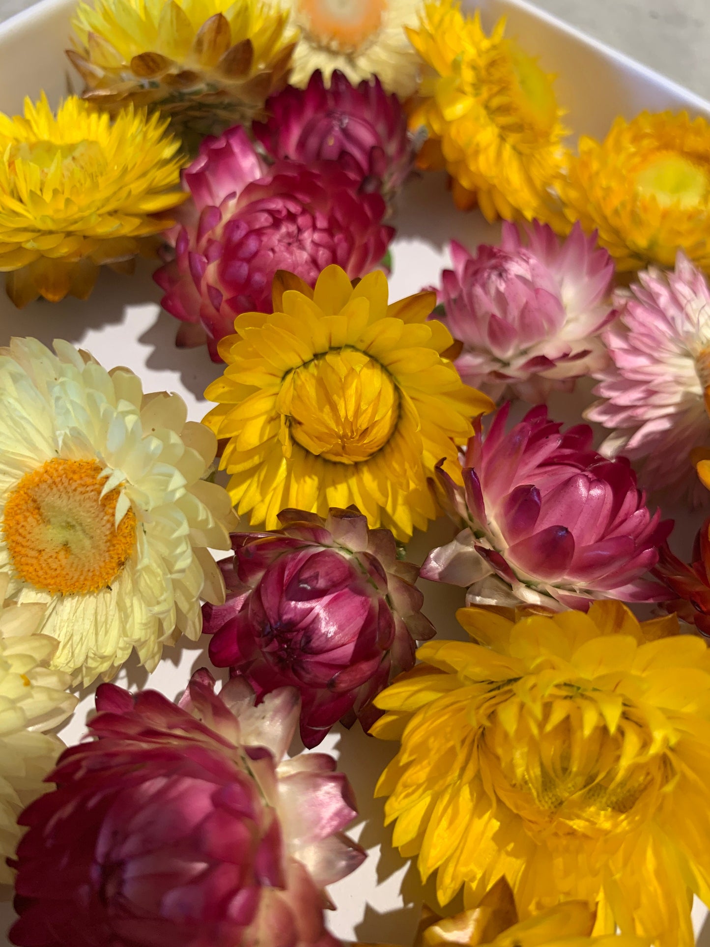 Dried Everlasting Daisy Heads