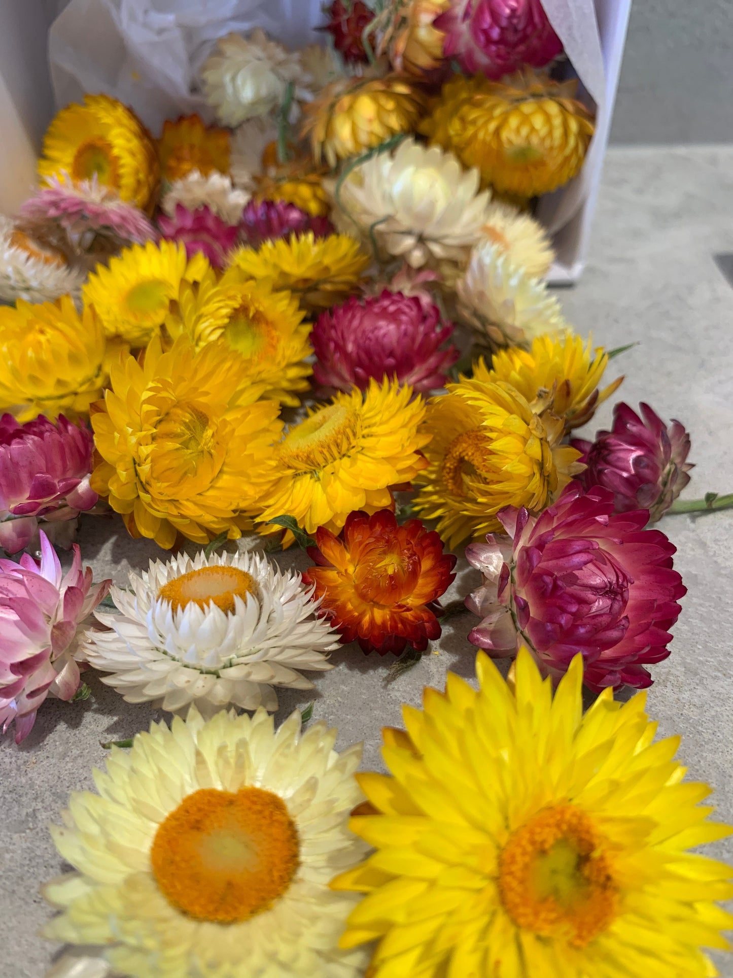 Dried Everlasting Daisy Heads