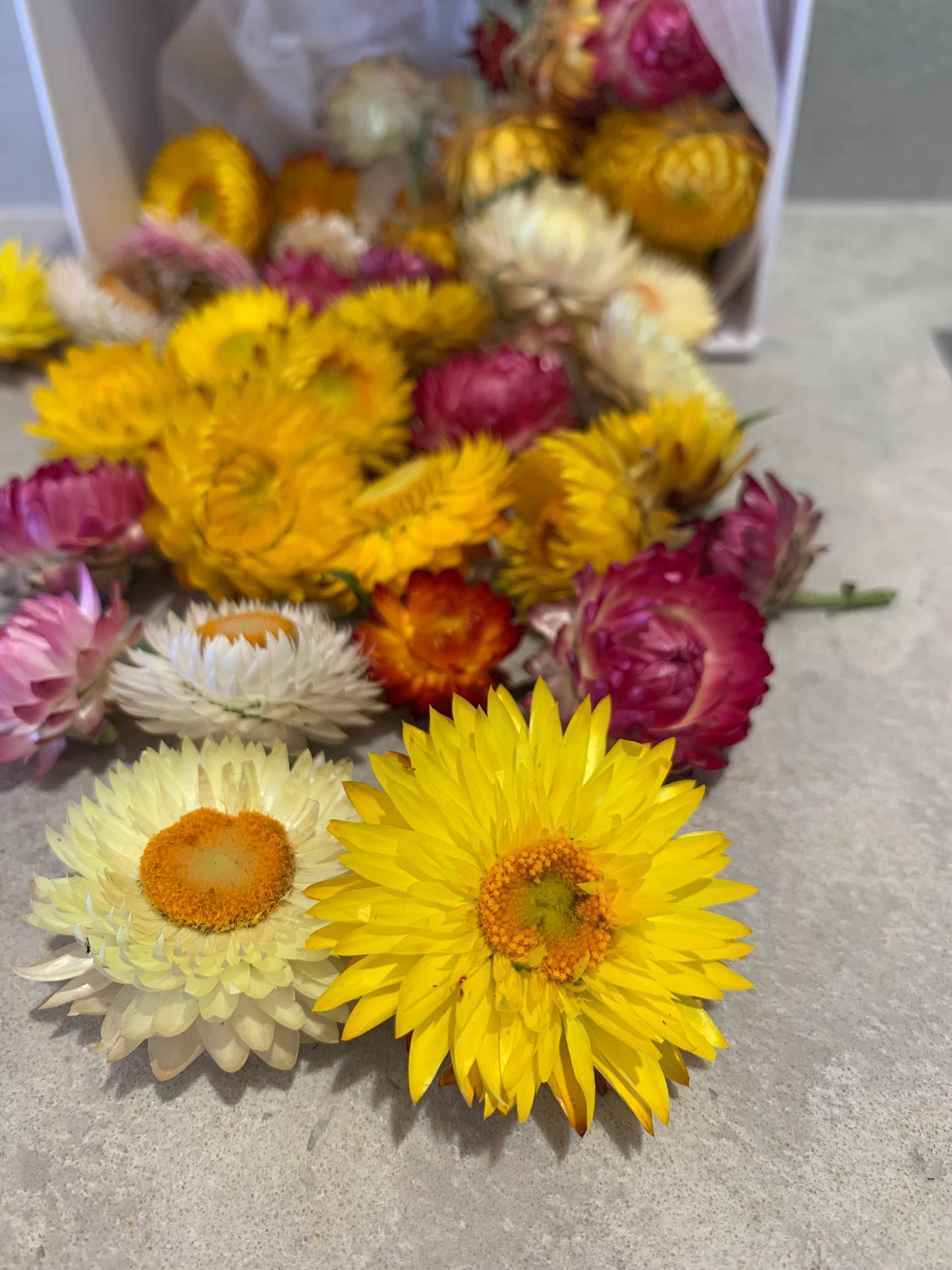 Dried Everlasting Daisy Heads